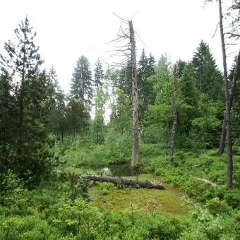 Waldnaturschutzgebiet Zigermoos, Gemeinde Unterägeri