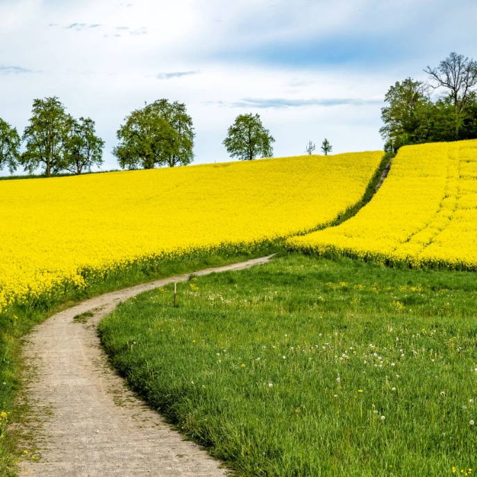 Landschaft Weg Rapsfeld