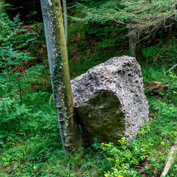 Wald schützt vor Steinschlag in Walchwil