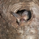 Fledermaus