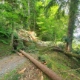 Foto 1_umgeknickte Bäume versperren den Seeweg (1)