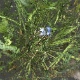 Rustling Silcence_small