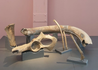 Im Museum ausgestellte Stosszähne