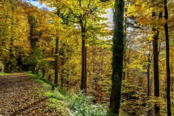 Mit den neuen Verhaltensregeln setzt der Kantonsrat ein deutliches Zeichen für den Schutz des Waldes,  ohne eine angemessene Waldnutzung einzuschränken. Bild: Andreas Busslinger
