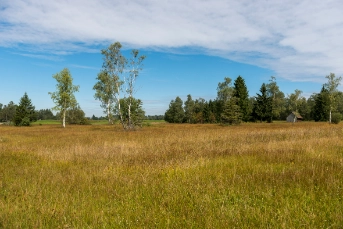 Moor_Walchwil