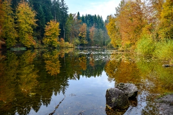 Wald_Weiher_Steinhausen