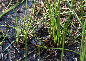 Cham-Äbnetwald, Kiesabbau. Aufnahme eines Frosches in der Umgebung der Kiesgrube. Für Amphibien hat das Gebiet um Äbnet-/Oberwilerwald die höchste Priorität und wurde vom Bund als national bedeutendes Amphibienlaichgebiet festgesetzt. (Foto Risi AG, Ilona Bosoppi)