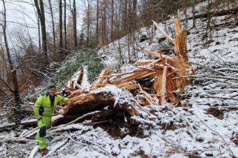 Foto 5_Duch Nagelfluhblock zerschmetterte Buche