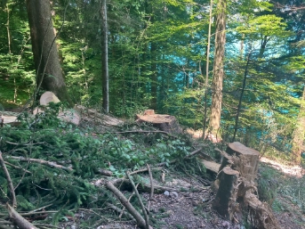 Bild 2 Stark beschädige Bäume wurden gefällt