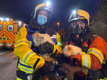 drei Katzen nach Küchenbrand gerettet