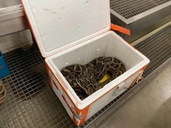 Exotischer Fahrgast in Kofferraum