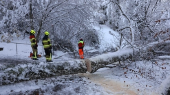 Umgestürzter Baum Bergliweg