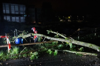 umgestürzter Baum Zanggenrütiweg