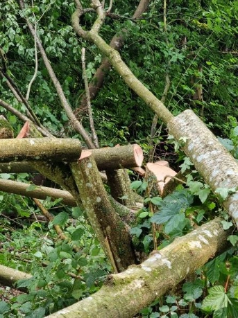 Bäume und Sträucher mutwillig gefällt – Zeugenaufruf